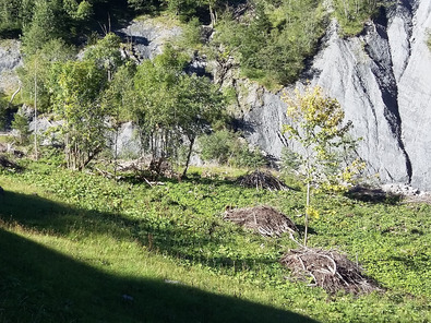 (c) Agridea I rami si possono accatastare sul posto oppure utilizzare come legna da ardere