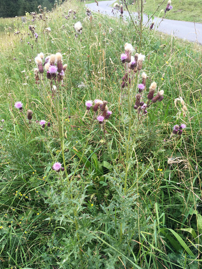 (c) Inforama Verzweigter Stängel