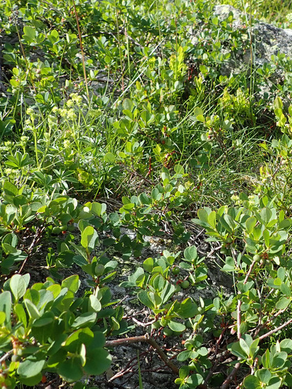 Vaccinium uliginosum (Rauschbeere)