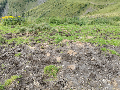 (c) AGRIDEA, Büro Alpe, FiBL Estesi danni da calpestio in un’area di stazionamento del bestiame