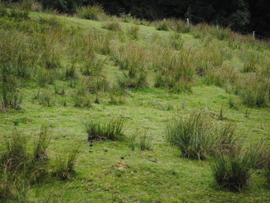 (c) AGRIDEA, Büro Alpe, FiBL, Agroscope Pascolo colonizzato da numerosi cespi di giunco