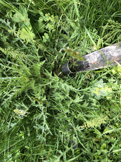 (c) FiBL Il cilindro estrattore