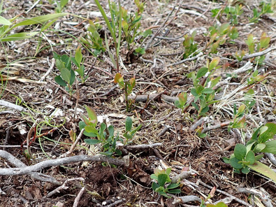 (c) Büro Alpe Ricrescita di arbusti, invece dell'erba