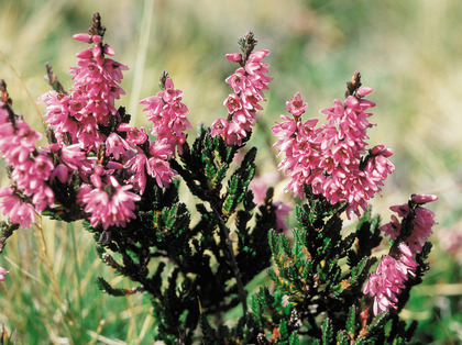 Calluna vulgaris