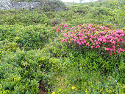 Heidelbeeren, Rauschbeeren und Alpenrosen zusammen