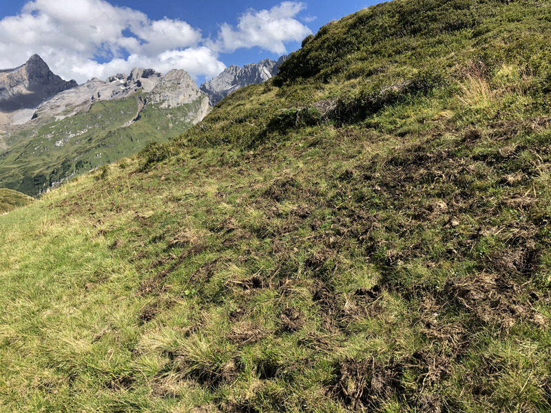 Mist auf Alp