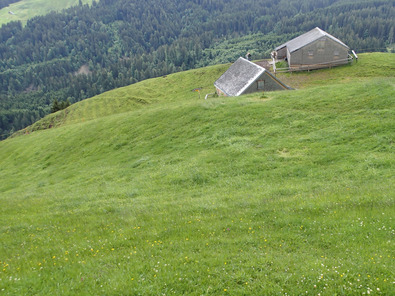 (c) Büro Alpe Un tapis herbeux dense