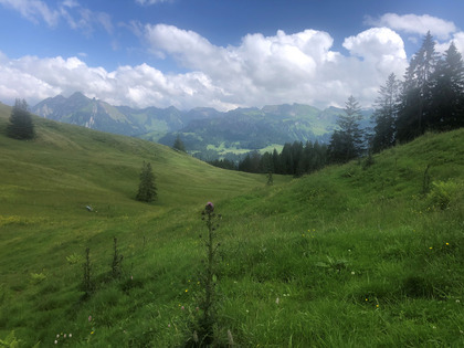 Cardo isolato in una zona di pascolo umida e ombreggiata