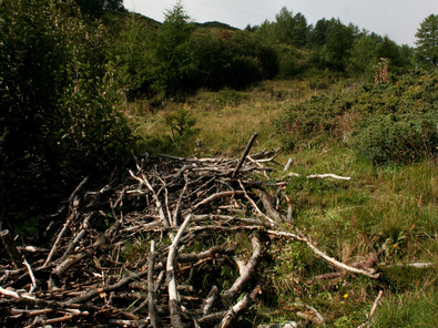 (c) Agroscope Abgestorbene Äste der Grünerlen auf einem Haufen