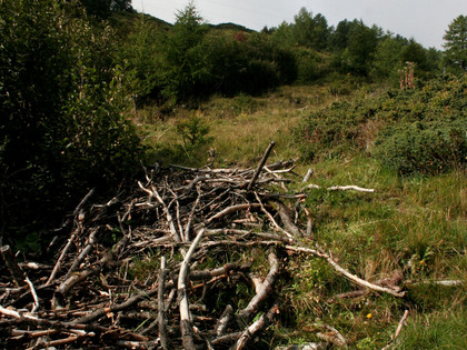 (c) Agroscope Abgestorbene Äste der Grünerlen auf einem Haufen