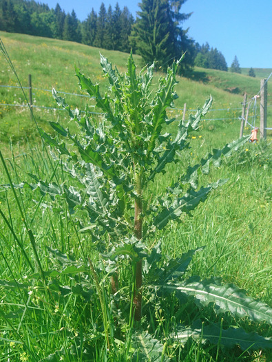 (c) Inforama Stängelblätter