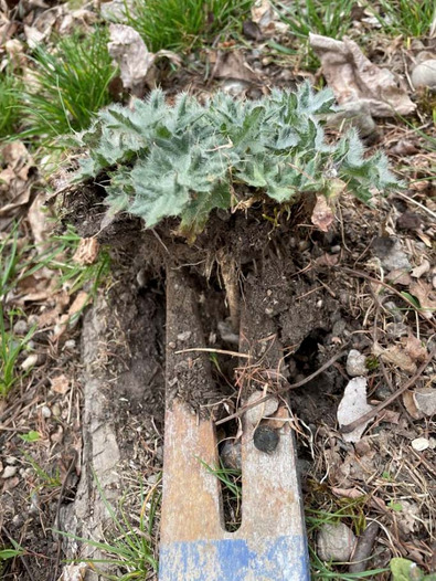 (c) Büro Alpe L’estirpazione