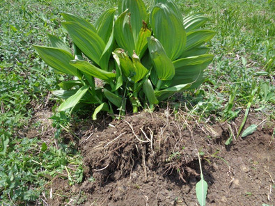 (c) AGRIDEA, Büro Alpe, FiBL Estirpazione completa dell'apparato radicale