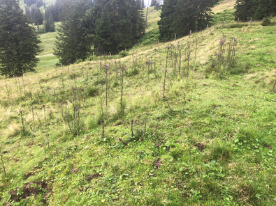 (c) FiBL Propagation sur une grande surface dans un site plutôt sous-exploité