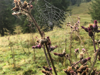 (c) FiBL Toile d'araignée