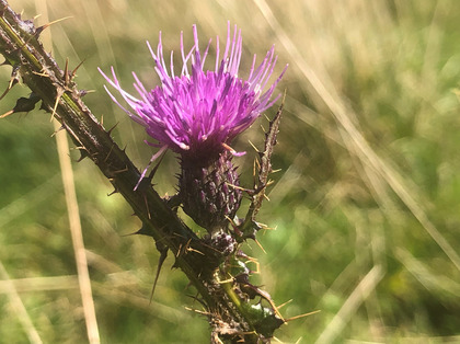 Blüte Eseldistel