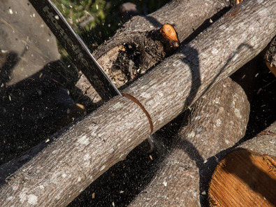 (c) Pixabay Regulierung der Grünerle mit der Motorsäge