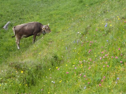 Rind auf artenreicher Alpweide