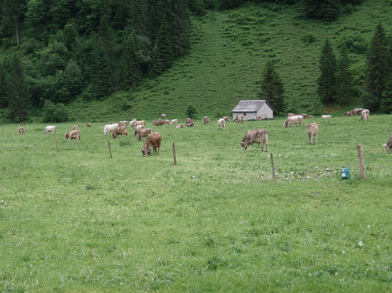 Rinder auf Weidekoppel