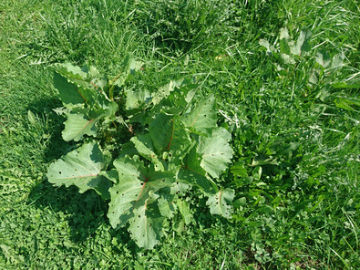 (c) AGRIDEA, Büro Alpe, FiBL Romice alpino allo stadio di «rosetta»