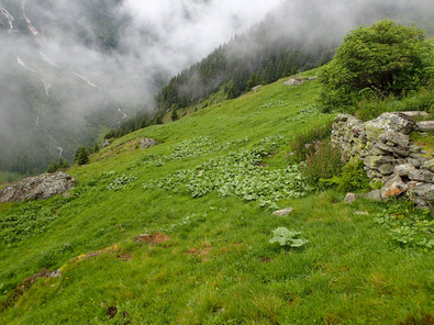 (c) AGRIDEA, Büro Alpe, FiBL Focolai d’infestazione e romici isolati