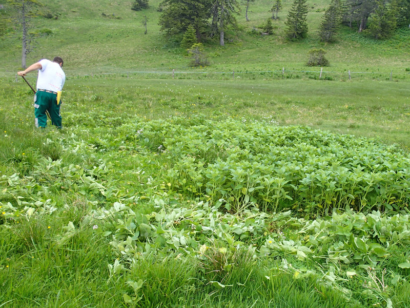 Mann beim Schnitt des Alpenkreuzkrauts