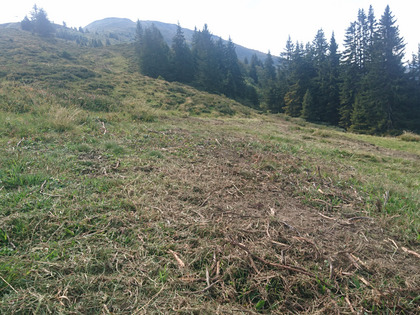 Couche de matériel végétal peu épaisse 