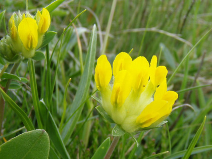 Trifoglio giallo delle sabbie