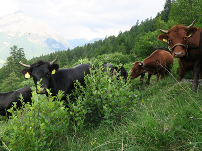 (c) Agroscope Bovins entre des aulnes verts