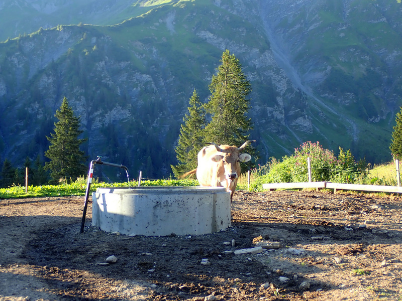 Tränke auf Koppel