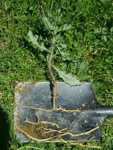 (c) Inforama Wurzeln