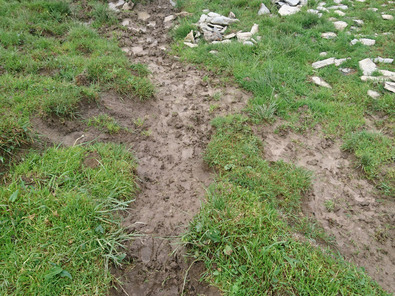 (c) Büro Alpe Offener Boden