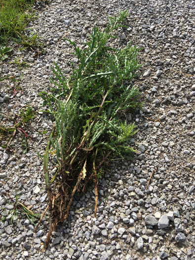 (c) Inforama Piante sradicate