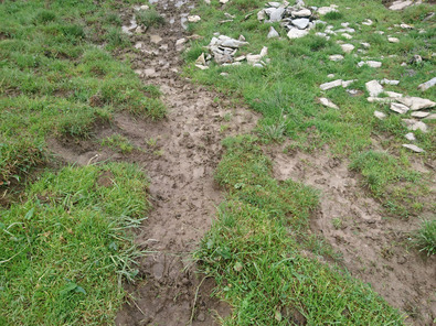 (c) AGRIDEA, Büro Alpe, FiBL Lacune della cotica erbosa formatesi in un pascolo umido