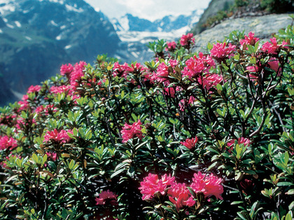 Rostblättrige Alpenrose