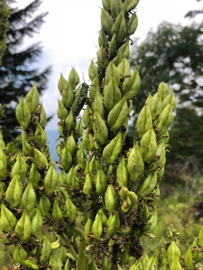 (c) AGRIDEA, Büro Alpe, FiBL Semi in maturazione