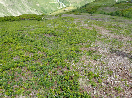 Wiederaustrieb Büsche statt Gras 