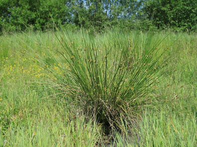 (c) AGRIDEA, Büro Alpe, FiBL, Agroscope Cespo di giunco isolato