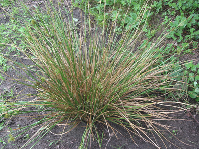 (c) AGRIDEA, Büro Alpe, FiBL, Agroscope Cespo formatosi su suolo privo di vegetazione