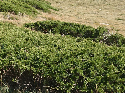 Juniperus sabina