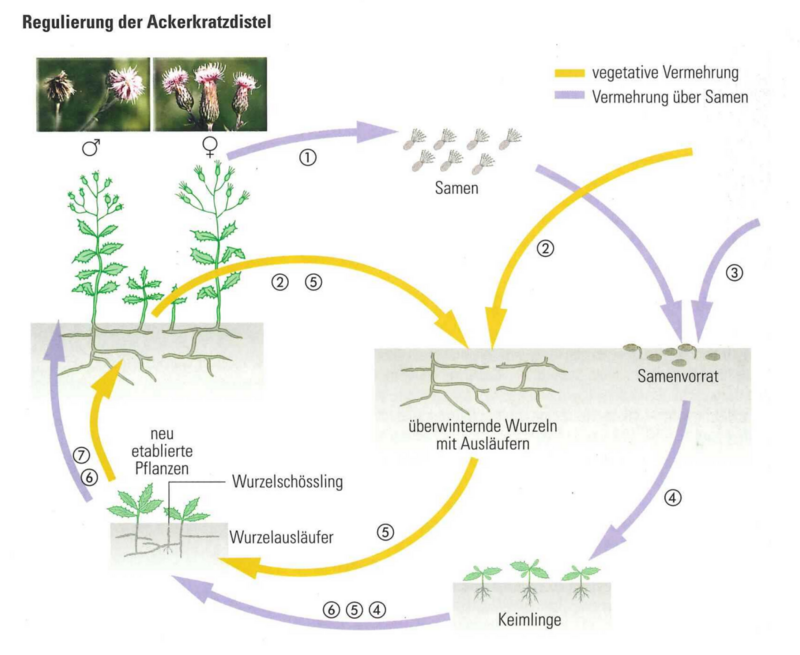 (c) Inforama Schema Verbreitung