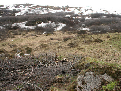 (c) Agroscope Abgeschnittene, kahle Äste der Grünerle