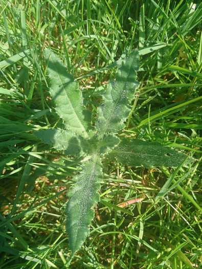 (c) Inforama Stade de développement précoce